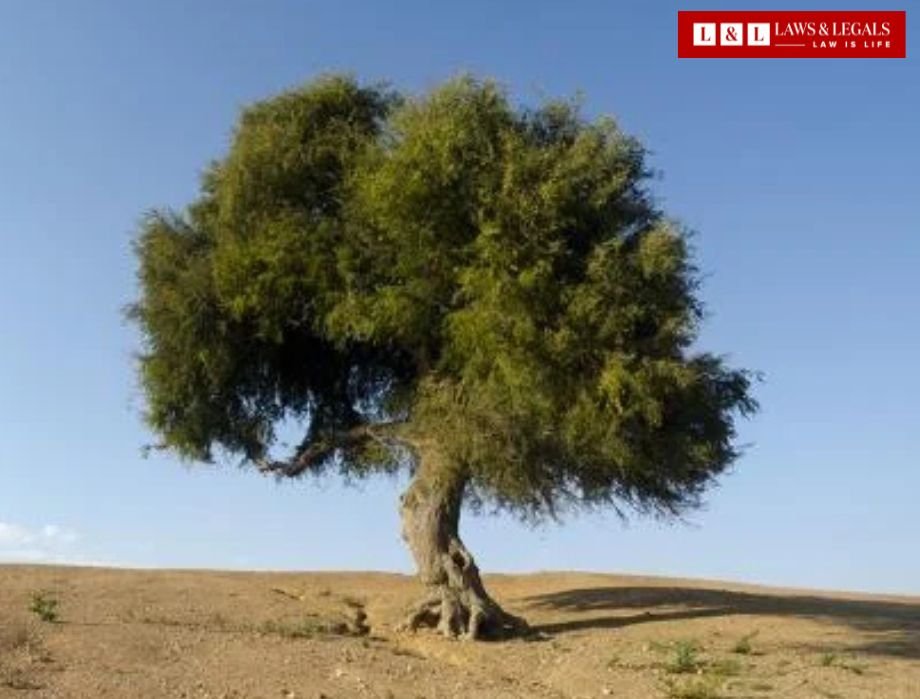 Rajasthan Sets Up High-Level Committee to Draft Law for Khejri Tree Conservation