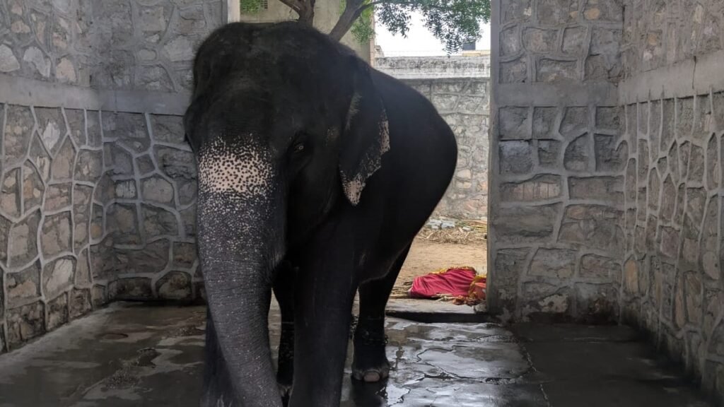 Rajasthan High Court Stays Custody Transfer of Elephant ‘Mohan’, Orders State to Ensure Welfare and Healthcare