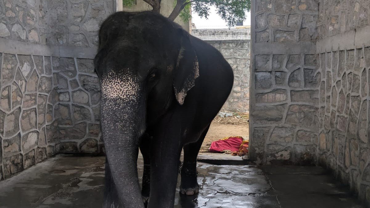 Rajasthan High Court Stays Custody Transfer of Elephant ‘Mohan’, Orders State to Ensure Welfare and Healthcare